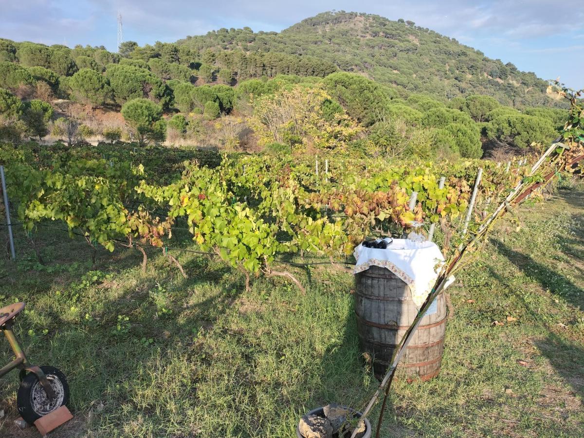 Etnasentieri Wine House On Etna Mount Villa Belpasso Luaran gambar
